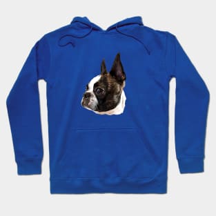 Boston Terrier Stunning Dog! Hoodie